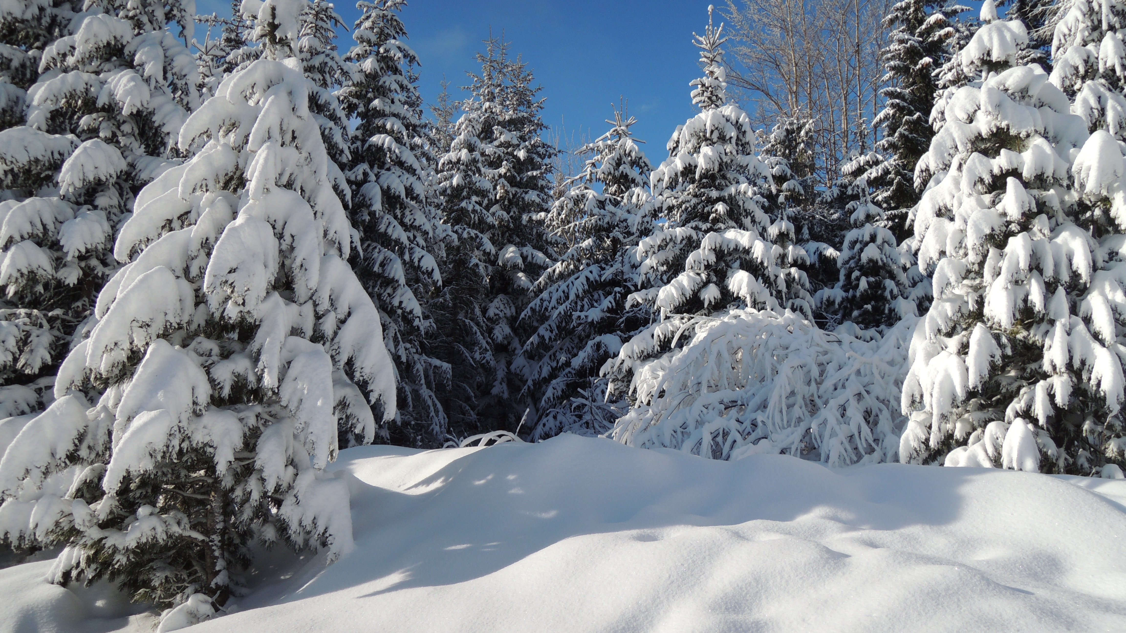 Snowy forest, winter in Europe